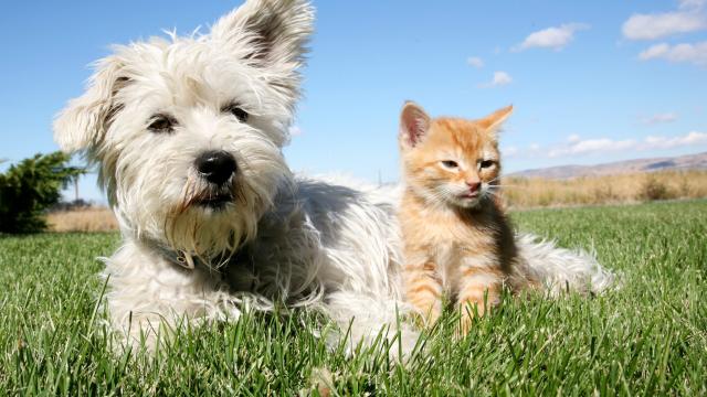 chiens-et-chats
